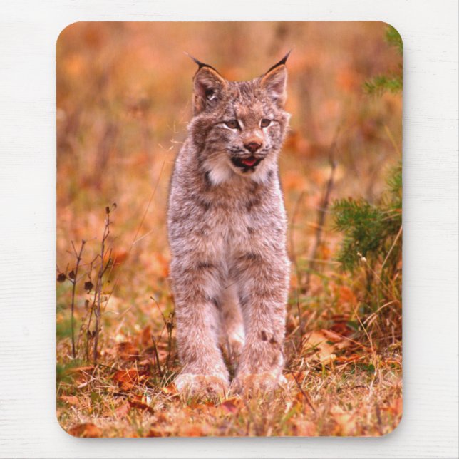 Mousepad Caça de Lince | Floresta de Outono (Frente)