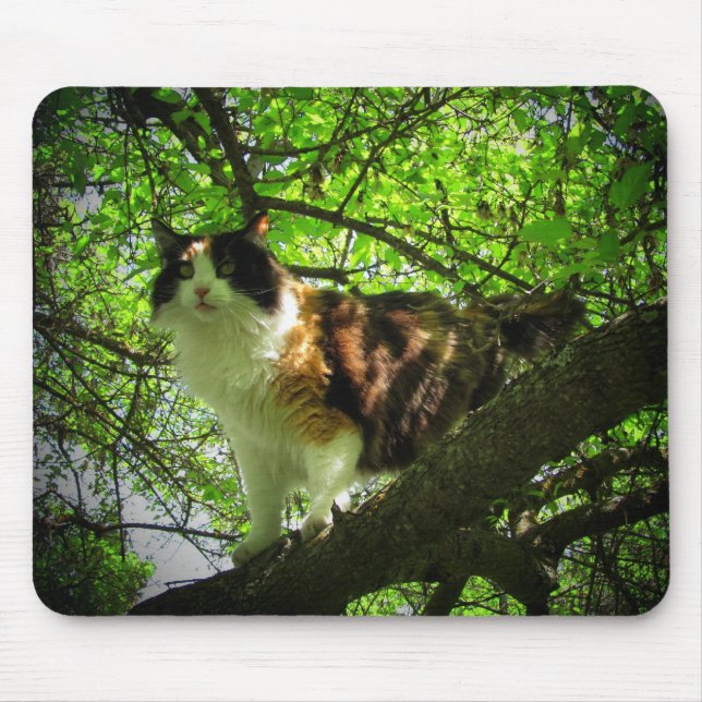 Mousepad Caçador de pássaros do Calico (Frente)