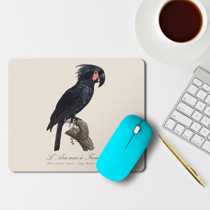 Mousepad Cacatua-de-bico-longo, Probosciger aterrimus papag