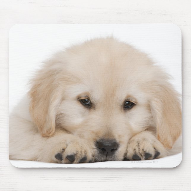 Mousepad cachorrinho de recuperação de ouro (Frente)