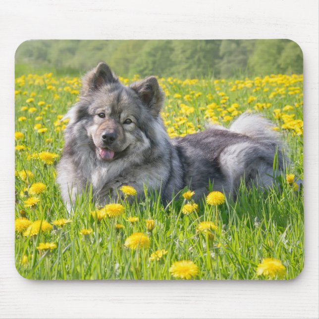 Mousepad Cachorro Bonito Eurasier em Dandélio Flor de Prado (Frente)