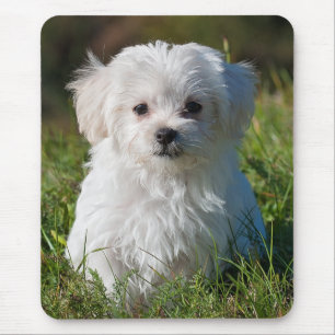 Mousepad Cachorro branco branco liso Maltês Cachorro