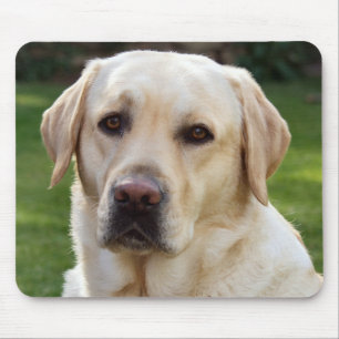 Mousepad Cachorro-Cachorro Amarelo Labrador Retriever - Ver