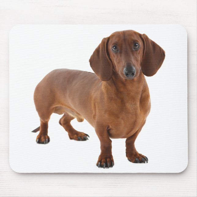 Mousepad Cachorro Cachorro Cachorro Cachorro-Cãozinho (Frente)