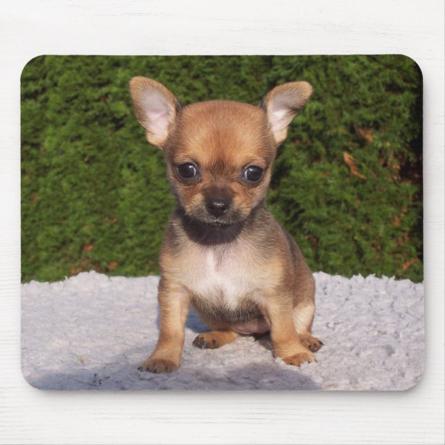 Mousepad Cachorro Cachorro Chihuahua (Frente)