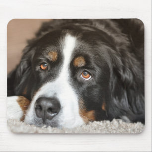 Mousepad Cachorro da Grande Montanha Suíça
