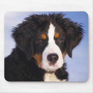Mousepad Cachorro da Montanha Bernese
