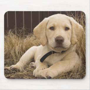 Mousepad cachorro da raça Labrador Retriever