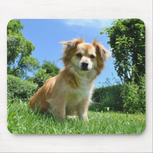Mousepad Cachorro Fofo no Jardim