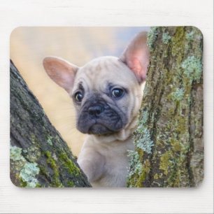 Mousepad Cachorro francês bonito colocando em um galho