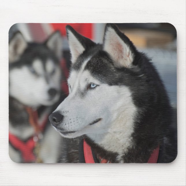 Mousepad Cachorro Husky antes de uma corrida, Canadá (Frente)