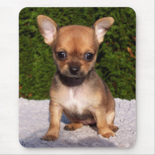 Mousepad Cachorro Louco de Chihuahua Adorável