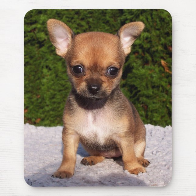Mousepad Cachorro Louco de Chihuahua Adorável (Frente)