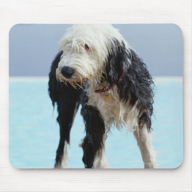 Mousepad Cachorro Molhado por uma Piscina de natação (Frente)