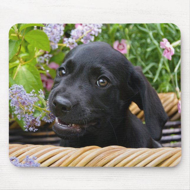 Mousepad Cachorro Negro-Bonito Labrador Retriever Foto Pet  (Frente)