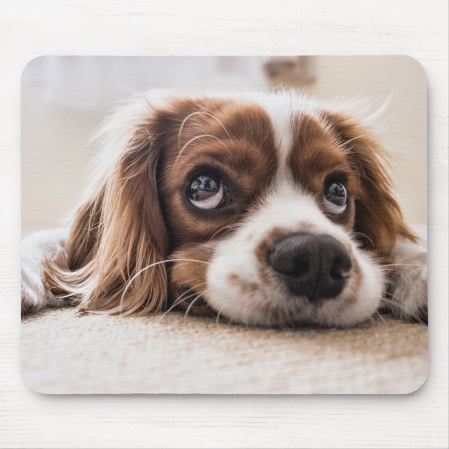 Mousepad Cachorro Panelado De Olhos Tristes (Frente)