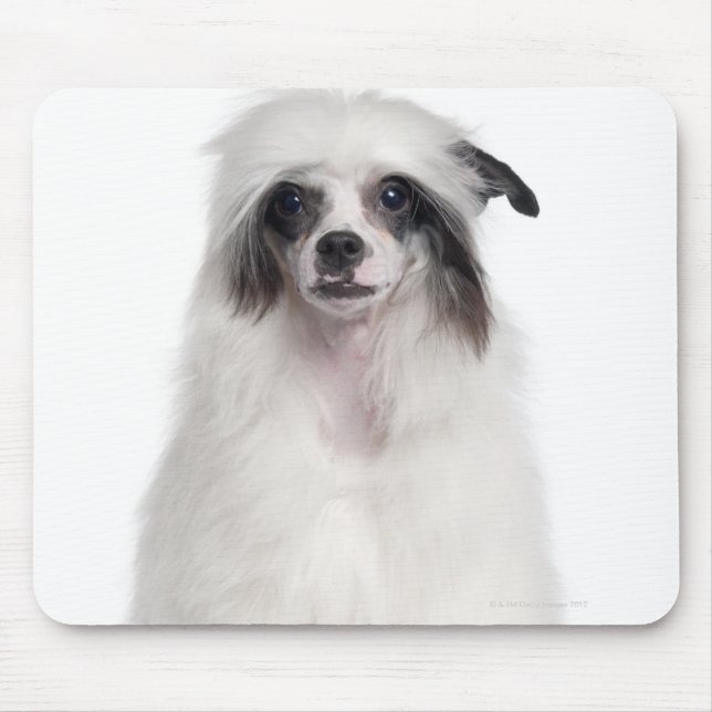 Mousepad Cachorro Pinto Chinês (7 meses de idade) (Frente)