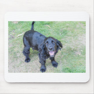 Mousepad Cachorro Preto