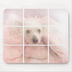 Mousepad Cachorro sem cabelo na janela
