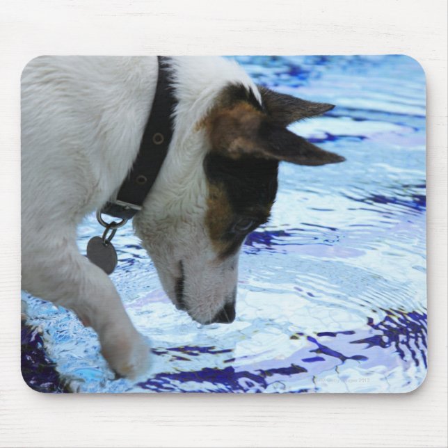 Mousepad Cachorro tocando água na piscina de natação (Frente)