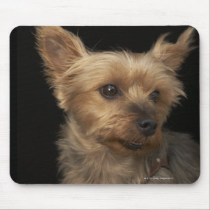 Mousepad Cachorro Yorkie de cabelo curto olhando para a dir