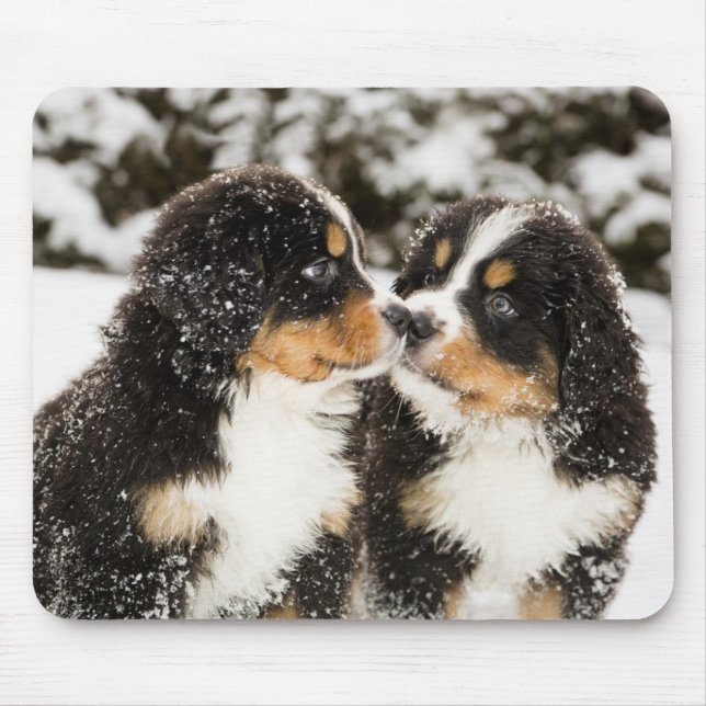 Mousepad Cachorros de Montanha Berneses cheiram um ao outro (Frente)