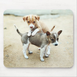Mousepad Cachorros Fofos Brincando na Praia