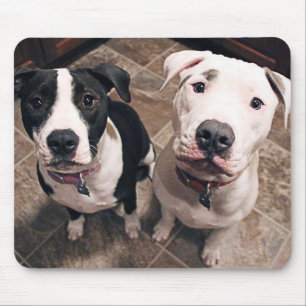 Mousepad cachorros pitbull adoráveis