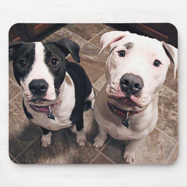 Mousepad cachorros pitbull adoráveis (Frente)