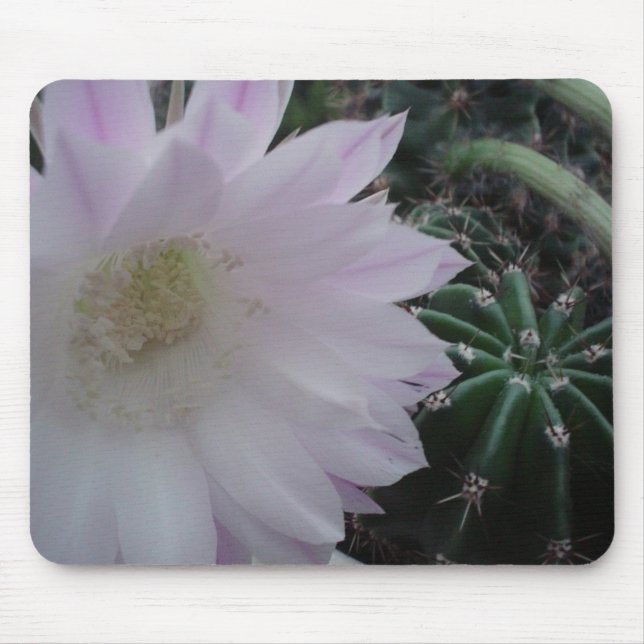 Mousepad Cacto da flor branca (Frente)
