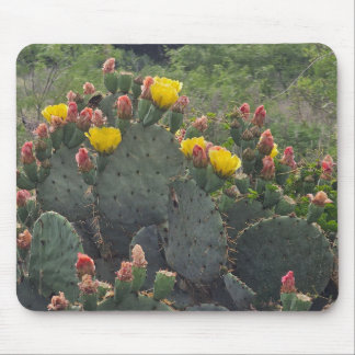 Mousepad Cacto de Pêra Espinhosa