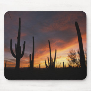Mousepad cactos saguaro, Carnegiea gigantea, depois