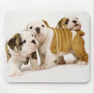 Mousepad Cães Cachorros Cachorros Cachorros Brancos Jogand