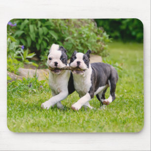 Mousepad Cães Cute Boston Terrier brincam com cachorros