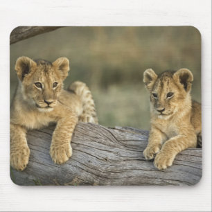 Mousepad Cães de leões em log, Panthera leo, Masai Mara,