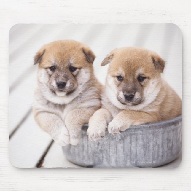 Mousepad Cães de Shiba Inu na banheira de alumínio (Frente)