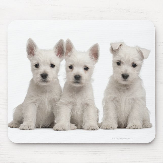 Mousepad Cães de Terrier, West Highland (7 semanas) (Frente)
