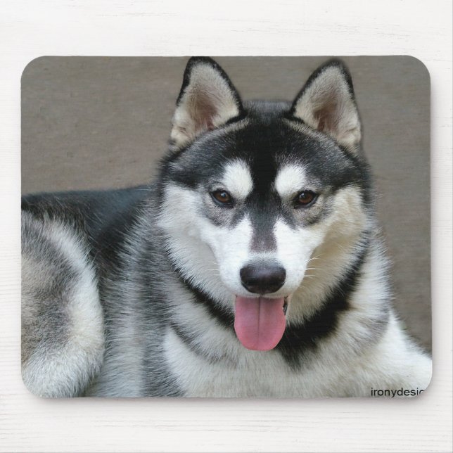 Mousepad Cães Malamute do Alasca (Frente)