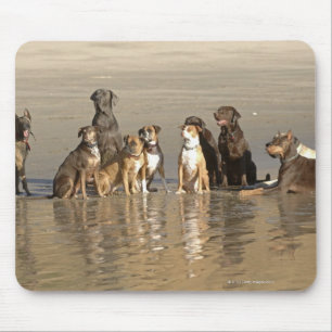 Mousepad Cães que sentam-se na praia