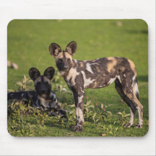 Mousepad Cães Selvagens Africanos na Tanzânia