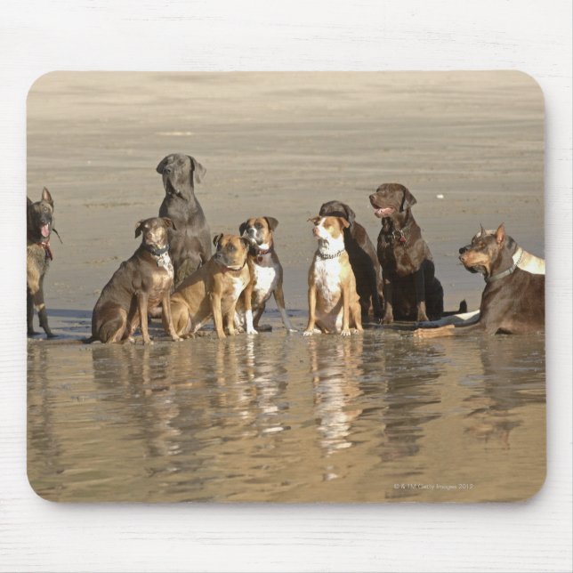 Mousepad Cães sentados na praia (Frente)