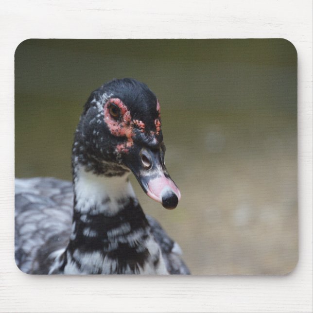 Mousepad Cairina moschata domestica (Frente)