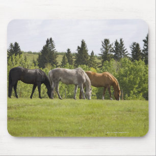 Mousepad Calgary, Alberta, Canadá