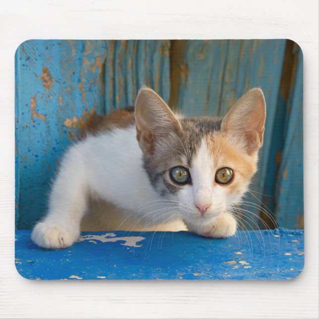 Mousepad Calico Gato Bonito Gatinho Engraçado Foto Curiosa  (Frente)