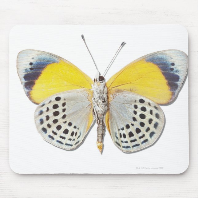 Mousepad Calithea davisi (Frente)