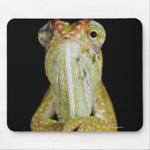 Mousepad Camaleão Jewelled, ou camaleão de Campan
