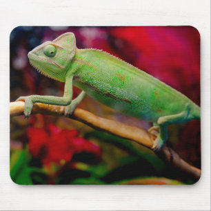 Mousepad Camaleão verde no galho