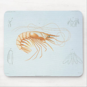 Mousepad Camarão, Vida Marinha Antiga Animais Oceânicos