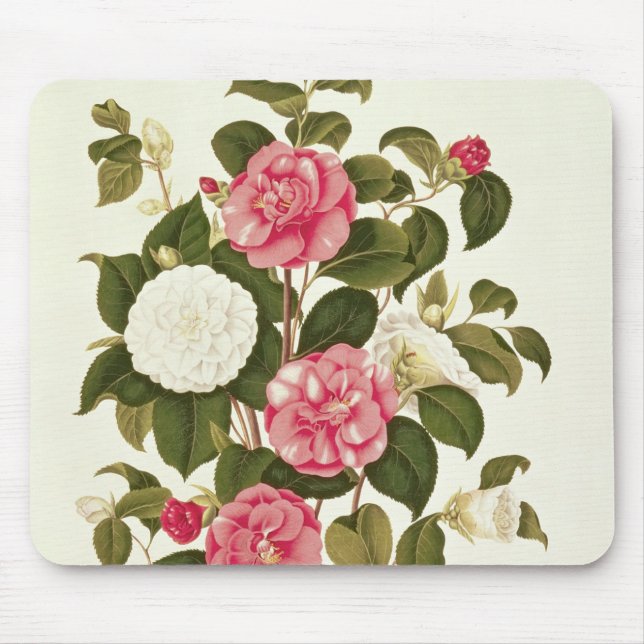 Mousepad Camélia "de uma monografia nos géneros (Frente)