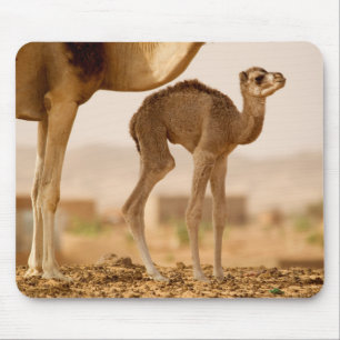 Mousepad Camelo bebê